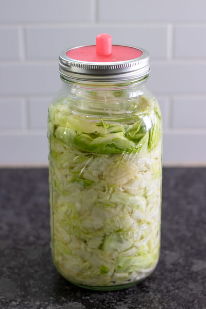 sauerkraut fermenting 